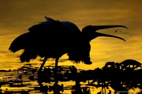 Spatial Electrocution Risk Assessment of Bald Eagles and Wood Storks in Florida